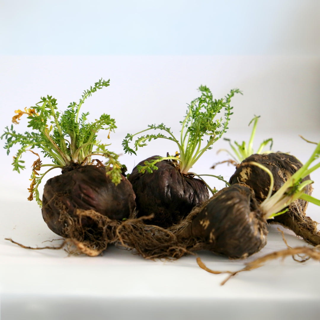 CHAMANIC Maca Root Blend Capsules- 60 capsules